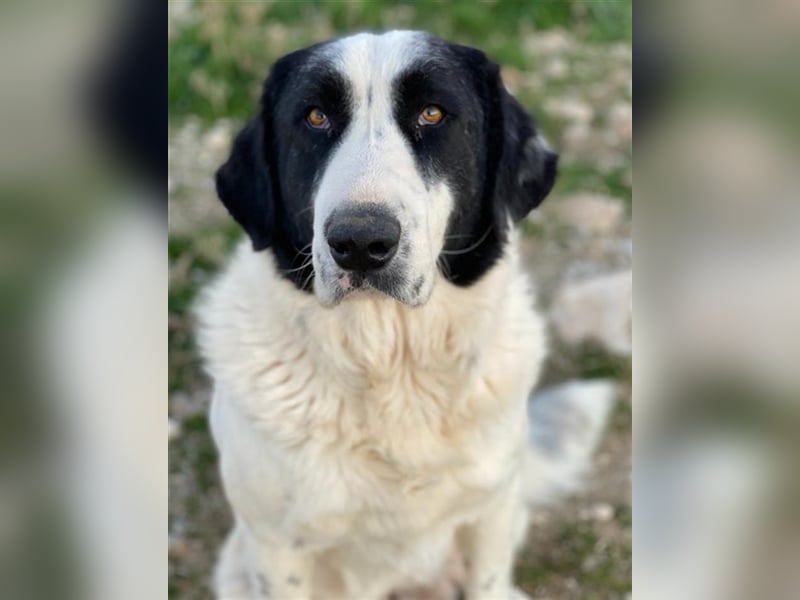 Pirate, geb. ca. 12/2018, lebt in GRIECHENLAND, auf einem Gelände, auf dem die Hunde notdürftig ver