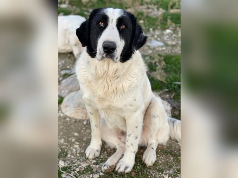 Pirate, geb. ca. 12/2018, lebt in GRIECHENLAND, auf einem Gelände, auf dem die Hunde notdürftig ver