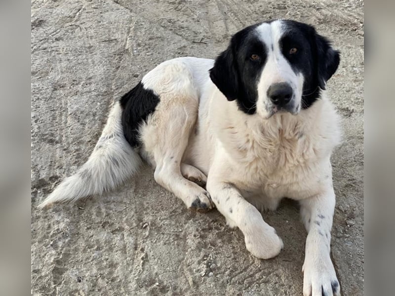 Pirate, geb. ca. 12/2018, lebt in GRIECHENLAND, auf einem Gelände, auf dem die Hunde notdürftig ver