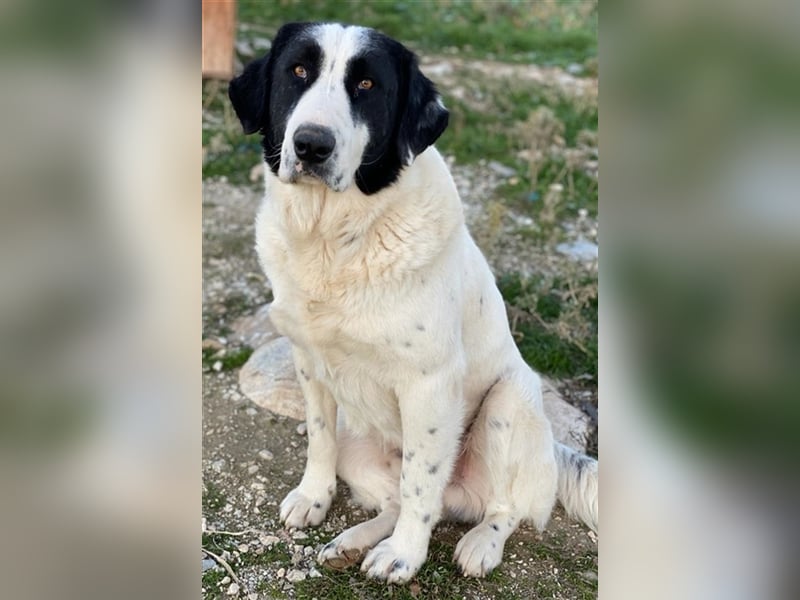 Pirate, geb. ca. 12/2018, lebt in GRIECHENLAND, auf einem Gelände, auf dem die Hunde notdürftig ver