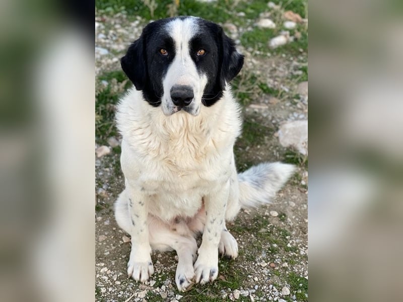 Pirate, geb. ca. 12/2018, lebt in GRIECHENLAND, auf einem Gelände, auf dem die Hunde notdürftig ver