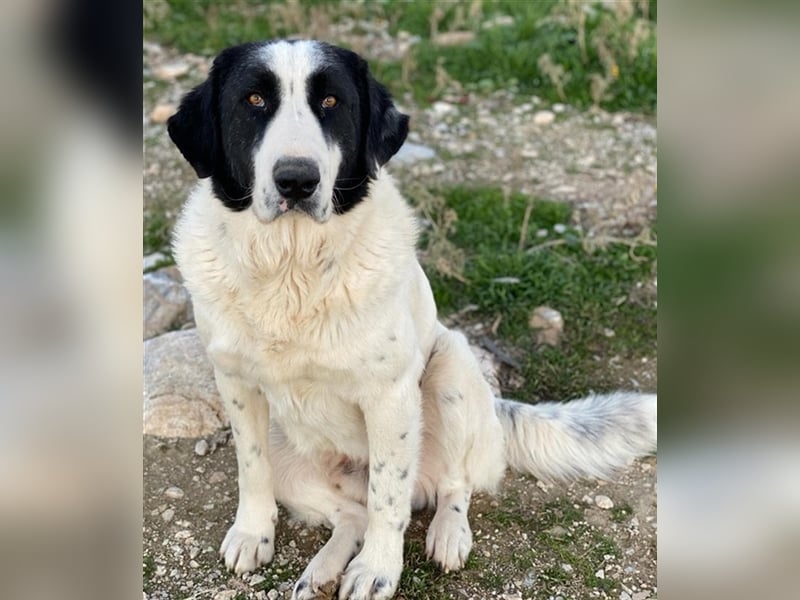 Pirate, geb. ca. 12/2018, lebt in GRIECHENLAND, auf einem Gelände, auf dem die Hunde notdürftig ver