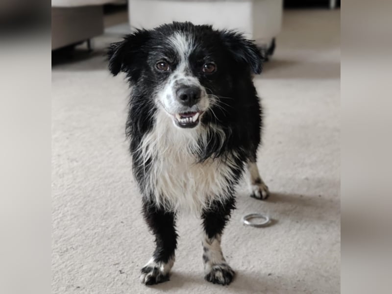 Balu - kleiner Mann sucht SEIN Zuhause