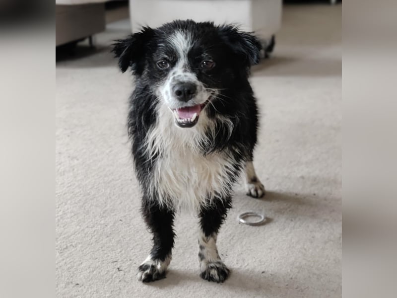 Balu - kleiner Mann sucht SEIN Zuhause