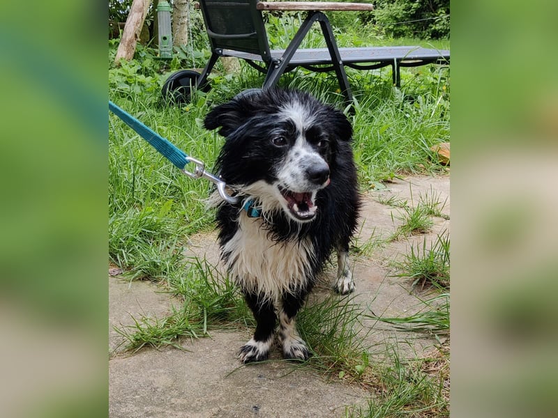 Balu - kleiner Mann sucht SEIN Zuhause