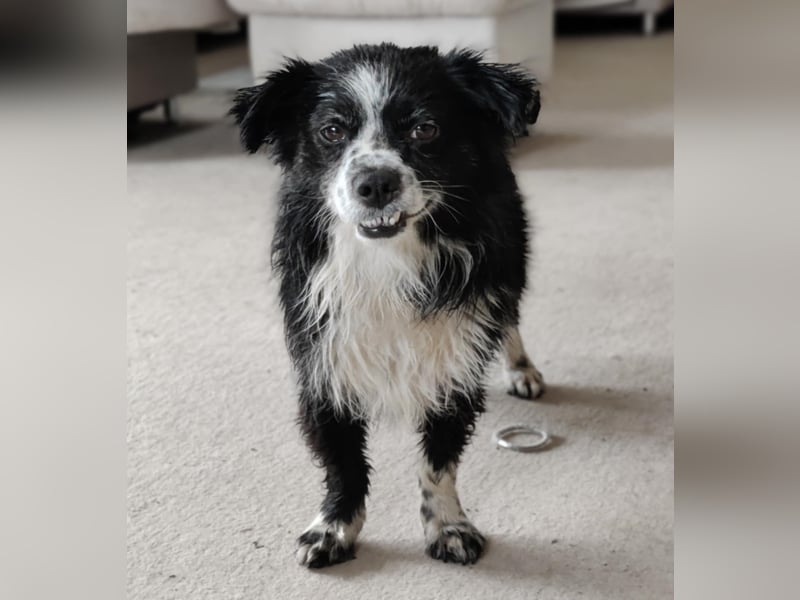 Balu - kleiner Mann sucht SEIN Zuhause