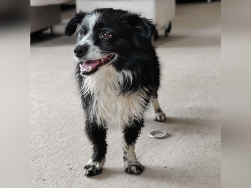 Balu - kleiner Mann sucht SEIN Zuhause