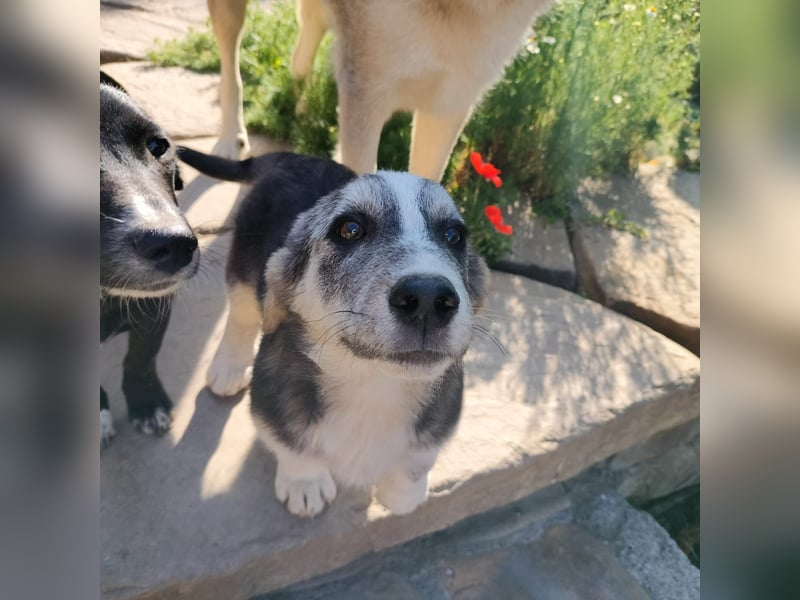 SIMON sucht ein Zuhause