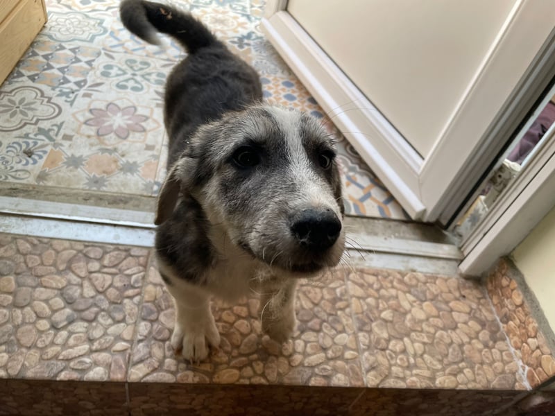 SIMON sucht ein Zuhause