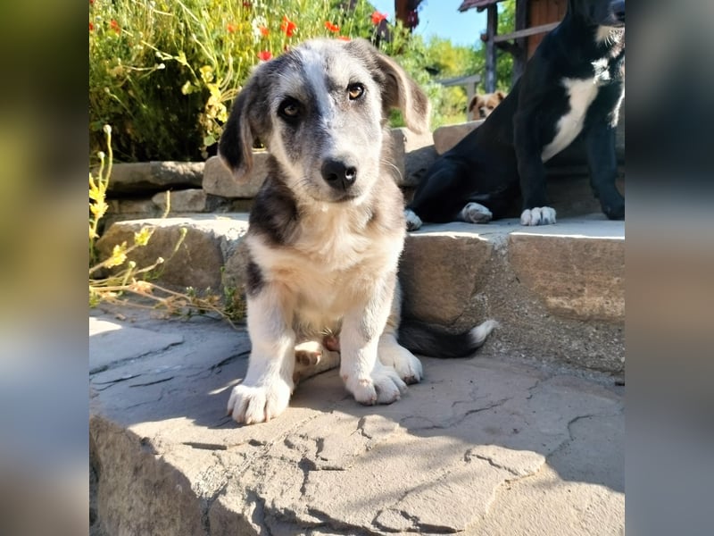 SIMON sucht ein Zuhause