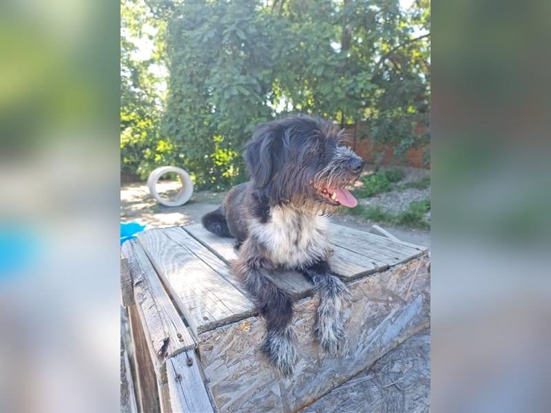 MOGLI - ein kleiner Kämpfer sucht sein Zuhause