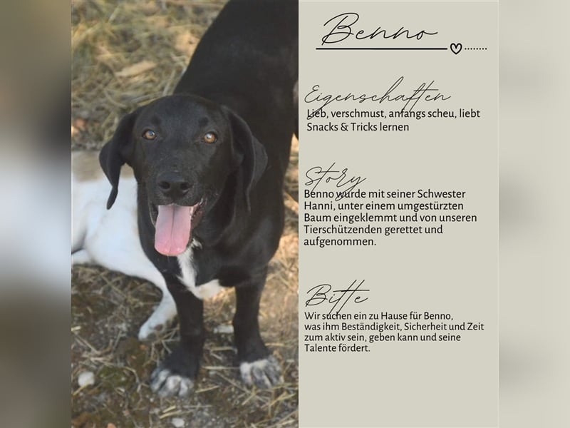 BENNO sucht ein liebes Zuhause