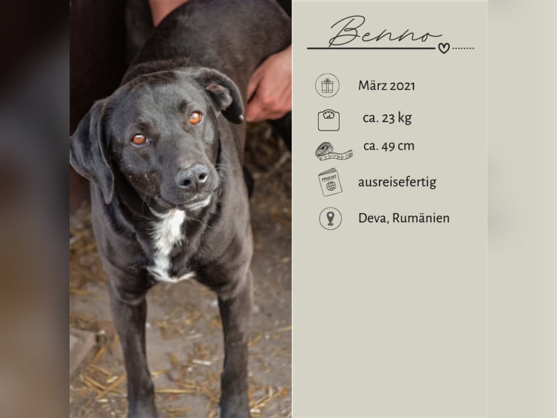 BENNO sucht ein liebes Zuhause