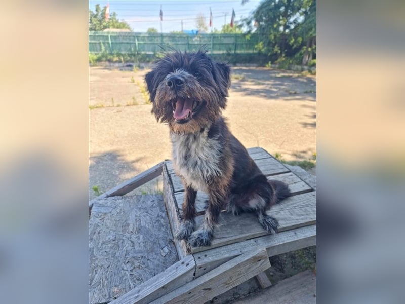 MOGLI - ein kleiner Kämpfer sucht sein Zuhause