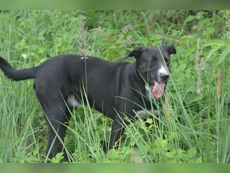 MARLO sucht ein liebevolles Zuhause