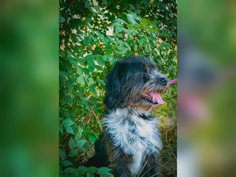 MOGLI - ein kleiner Kämpfer sucht sein Zuhause