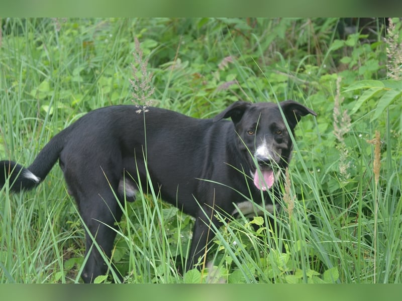 MARLO sucht ein liebevolles Zuhause