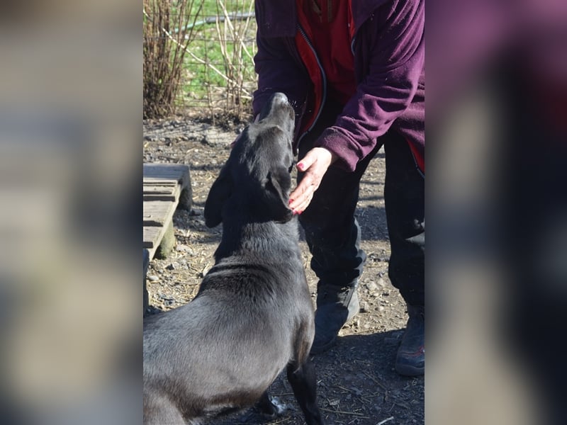BENNO sucht ein liebes Zuhause