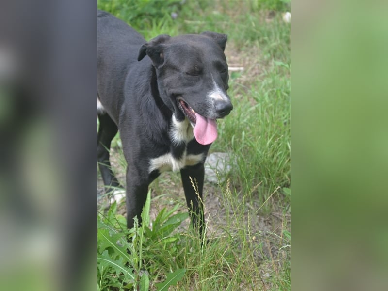 MARLO sucht ein liebevolles Zuhause
