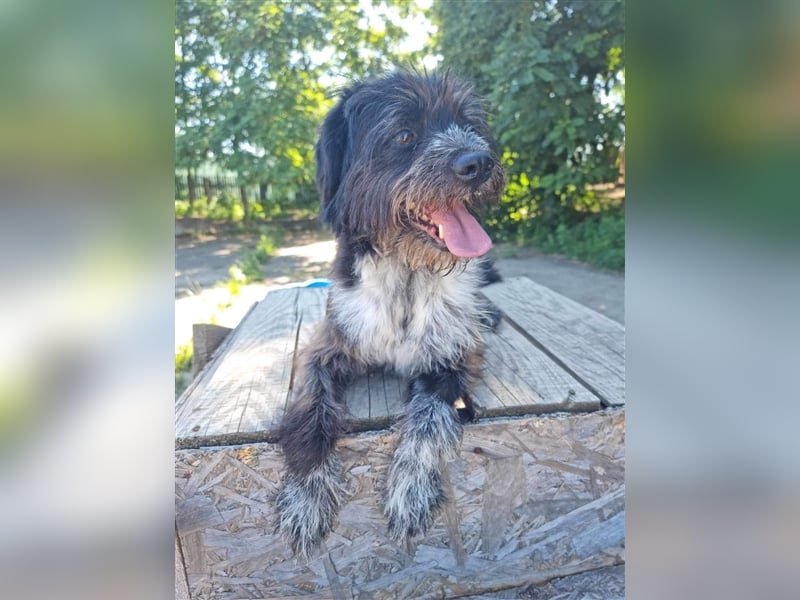 MOGLI - ein kleiner Kämpfer sucht sein Zuhause