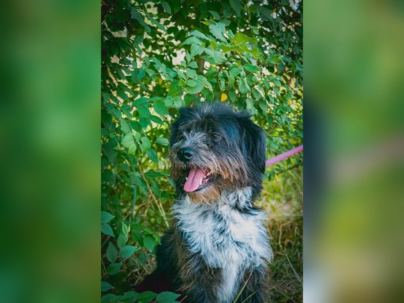 MOGLI - ein kleiner Kämpfer sucht sein Zuhause
