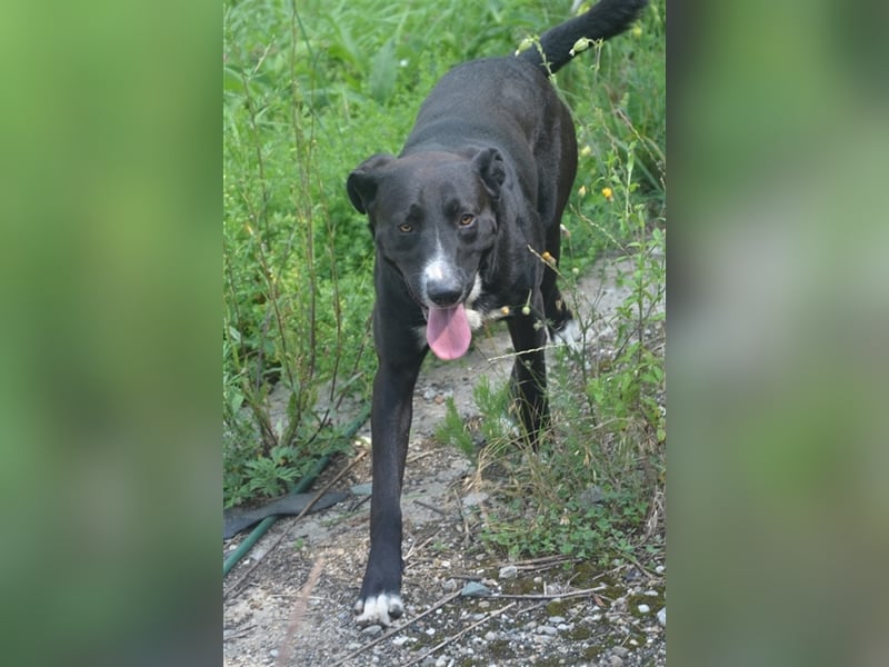 MARLO sucht ein liebevolles Zuhause