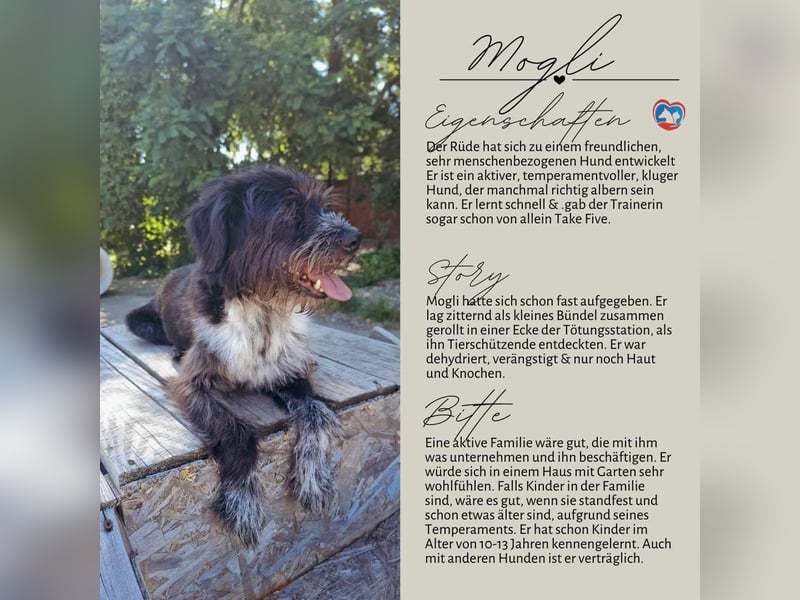 MOGLI - ein kleiner Kämpfer sucht sein Zuhause