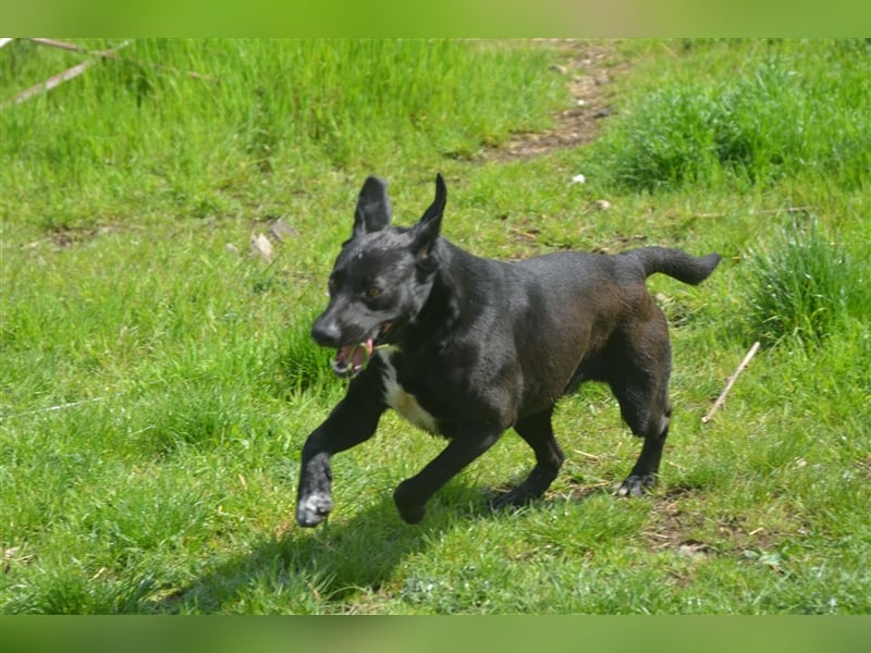 BENNO sucht ein liebes Zuhause