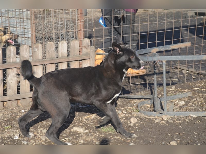 MARLO sucht ein liebevolles Zuhause