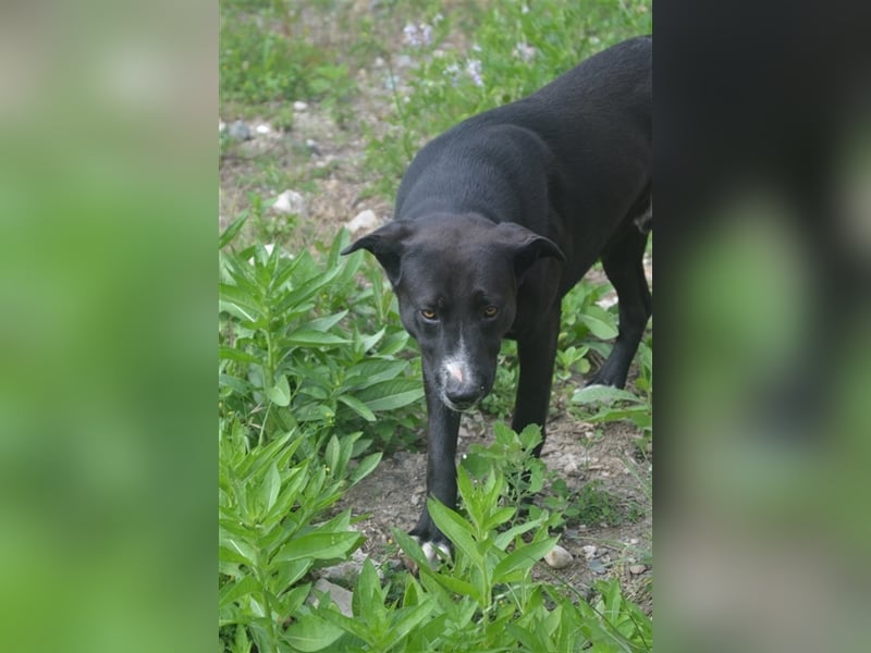 MARLO sucht ein liebevolles Zuhause