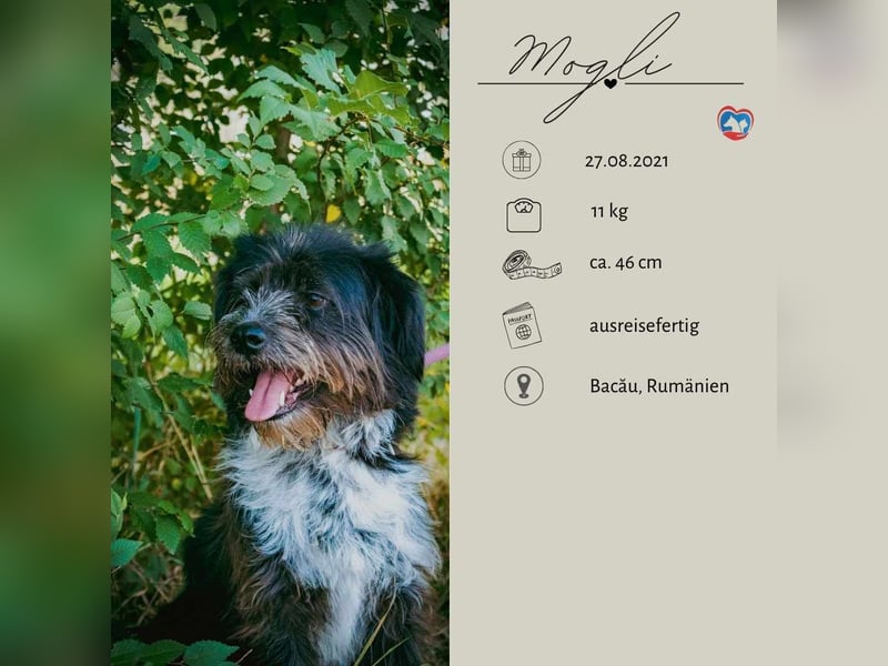 MOGLI - ein kleiner Kämpfer sucht sein Zuhause