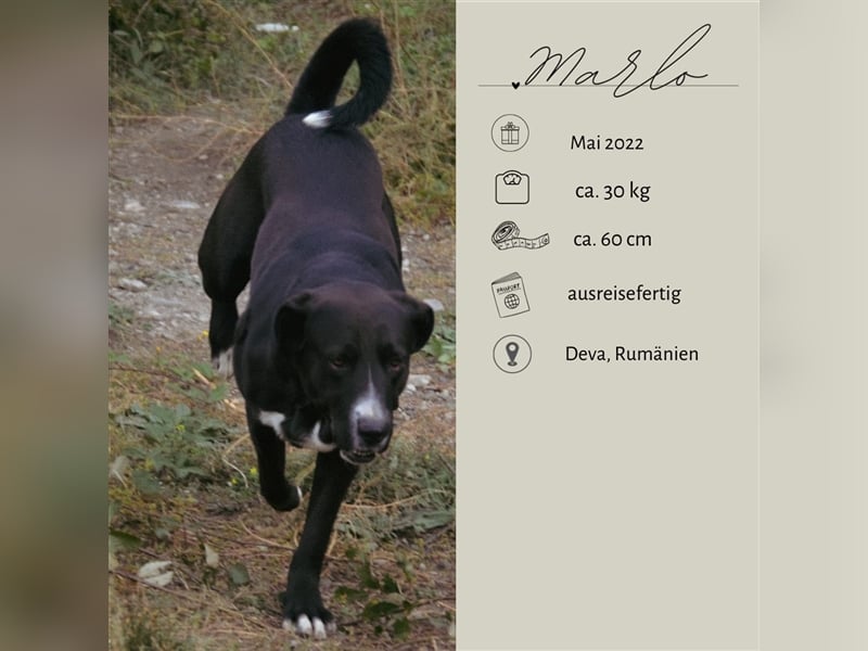 MARLO sucht ein liebevolles Zuhause