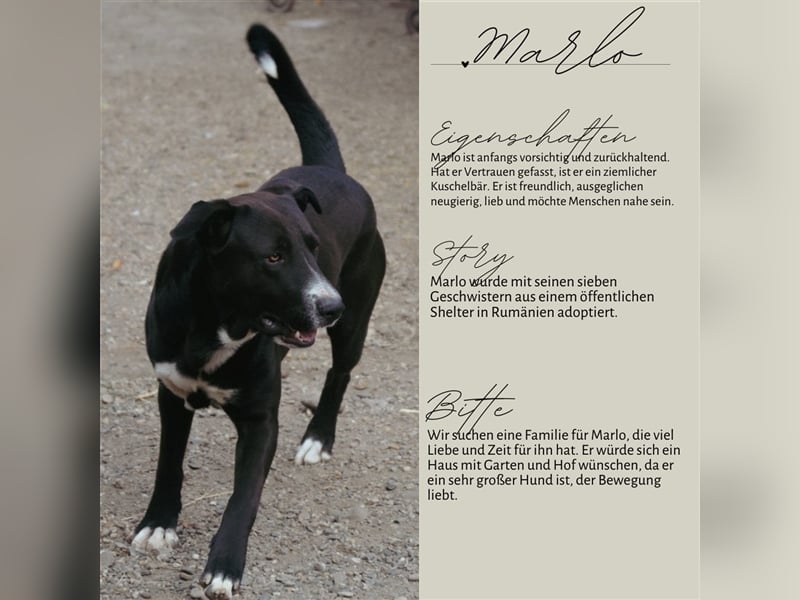 MARLO sucht ein liebevolles Zuhause
