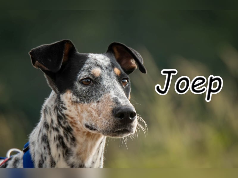 Darf Joep Ihre Familie bereichern?