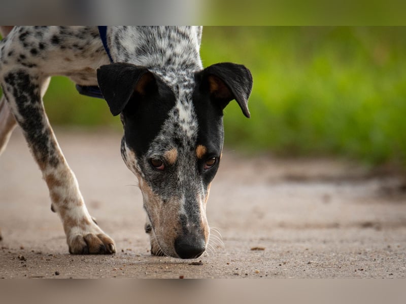 Darf Joep Ihre Familie bereichern?