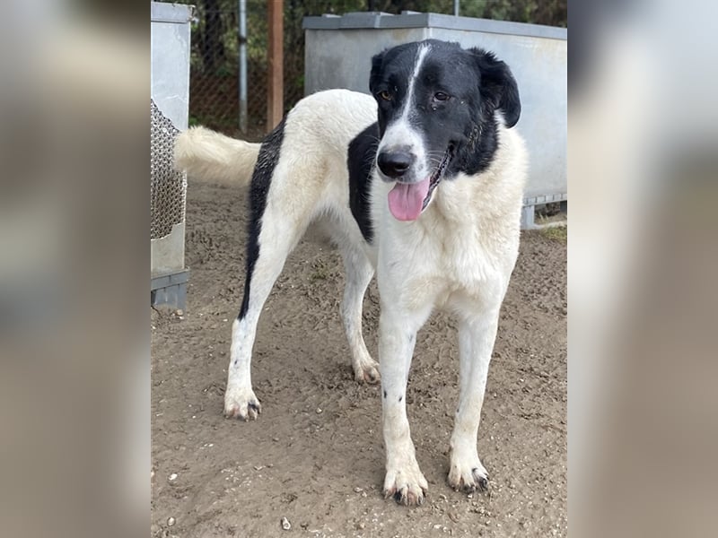 Kastor, geb. 01/2019, lebt in GRIECHENLAND, im städt. Tierheim Serres