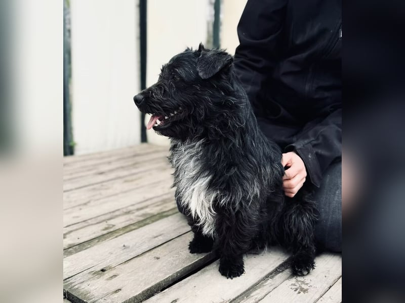 KIKI - junger, aufgeweckter Terrier-Mix