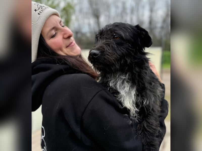 KIKI - junger, aufgeweckter Terrier-Mix