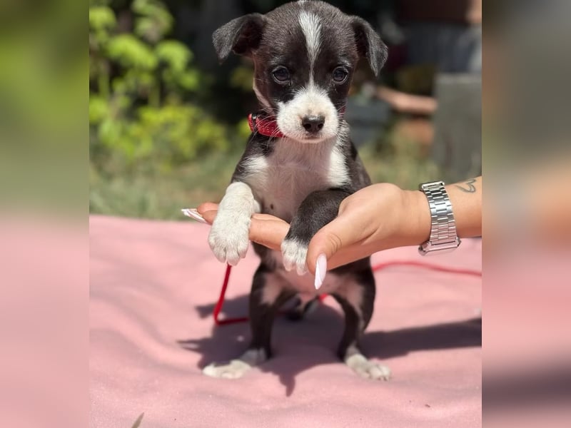 HOUDINI – kleiner Welpe mit großem Lebenswillen sucht ein liebevolles Zuhause
