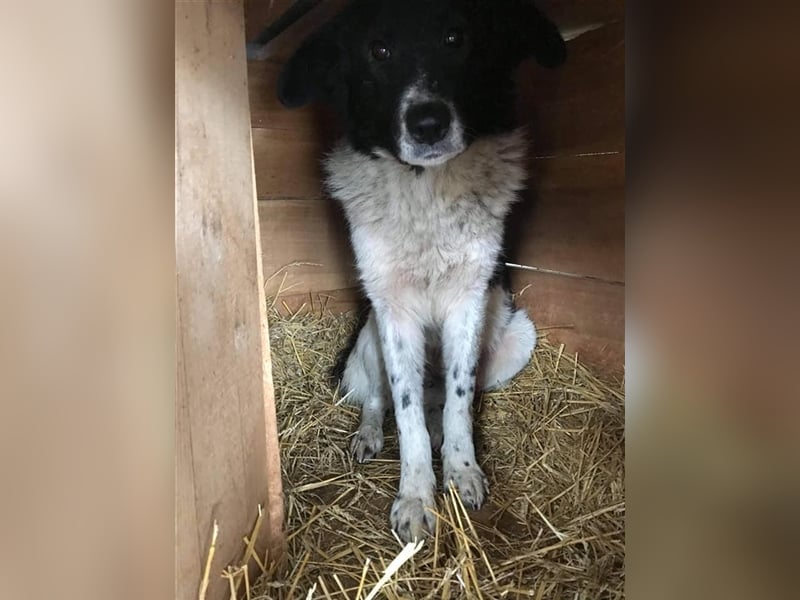 Ängstlicher Alwin sucht ein Zuhause