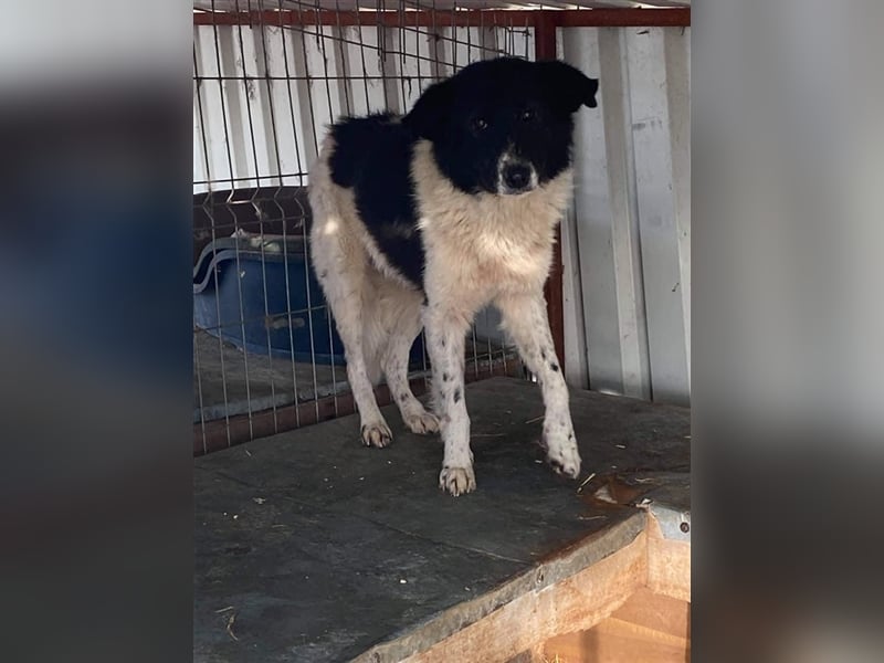 Ängstlicher Alwin sucht ein Zuhause