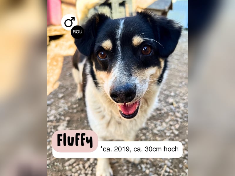 Fluffy will dein Herz erobern