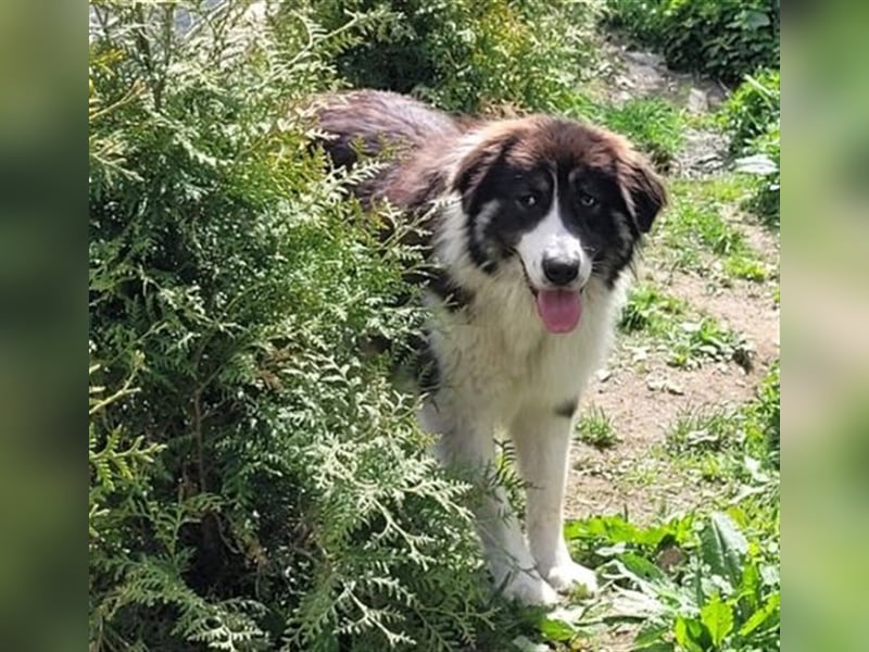 KODA - wartet schon lange auf "seine" Menschen