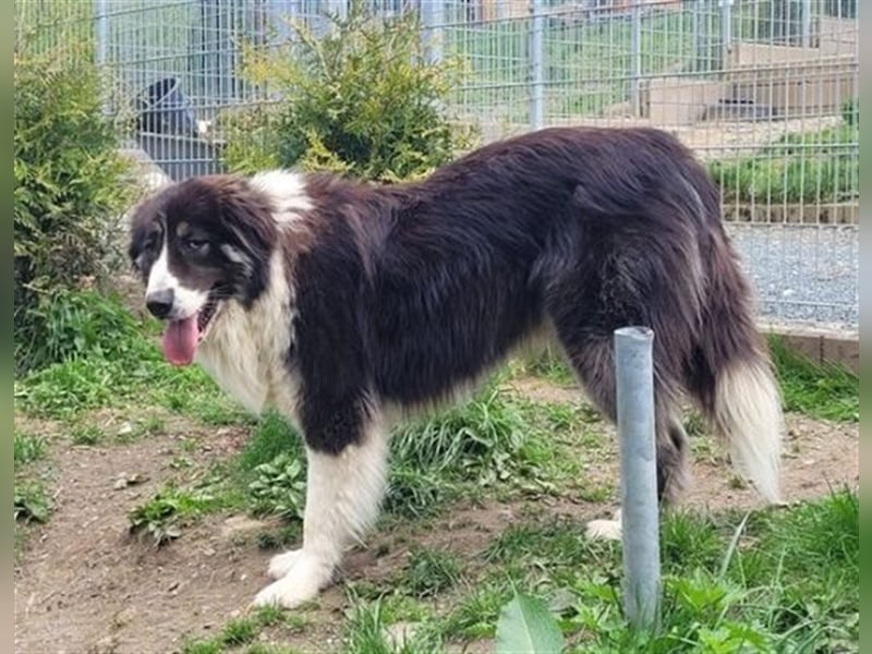 KODA - wartet schon lange auf "seine" Menschen
