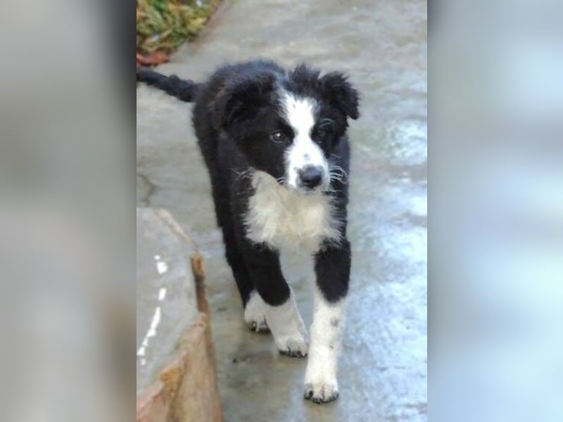 Ralph, Border Collie - Australian Shepherd Mischling
