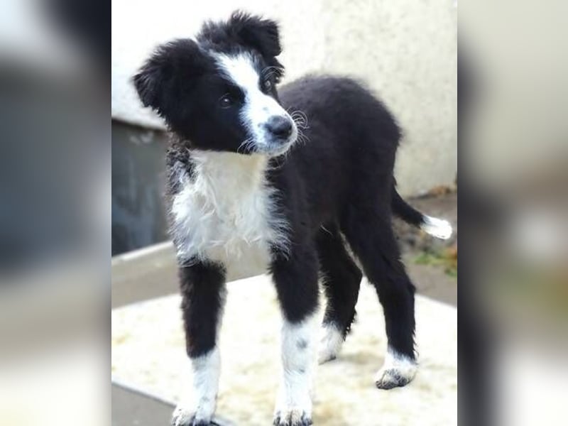Ralph, Border Collie - Australian Shepherd Mischling