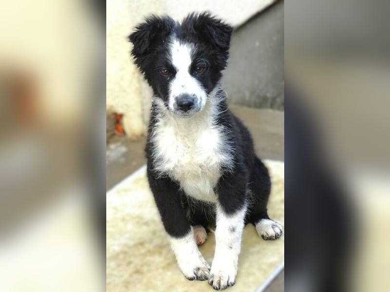 Ralph, Border Collie - Australian Shepherd Mischling