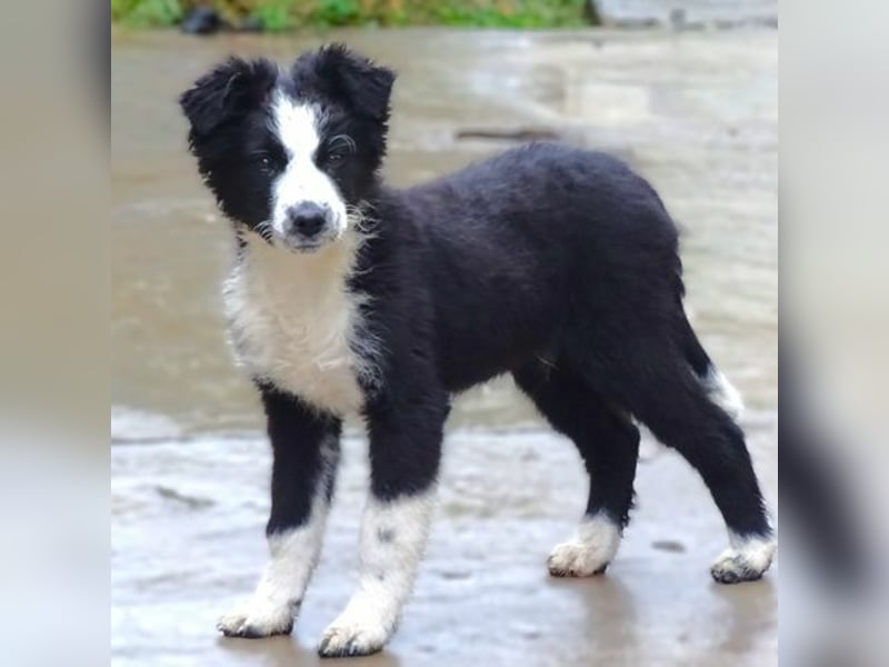 Ralph, Border Collie - Australian Shepherd Mischling
