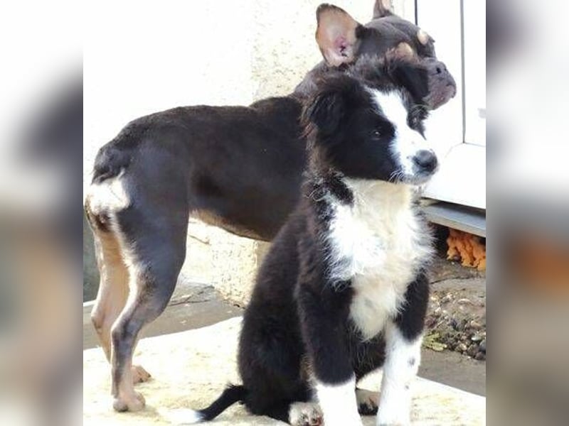 Ralph, Border Collie - Australian Shepherd Mischling