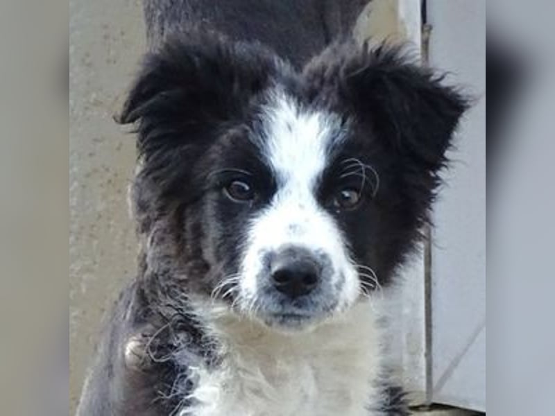 Ralph, Border Collie - Australian Shepherd Mischling